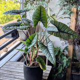 2 Silver Live Alocasia Plants, Ready to Grow Plant, 4-6 Inch Tall