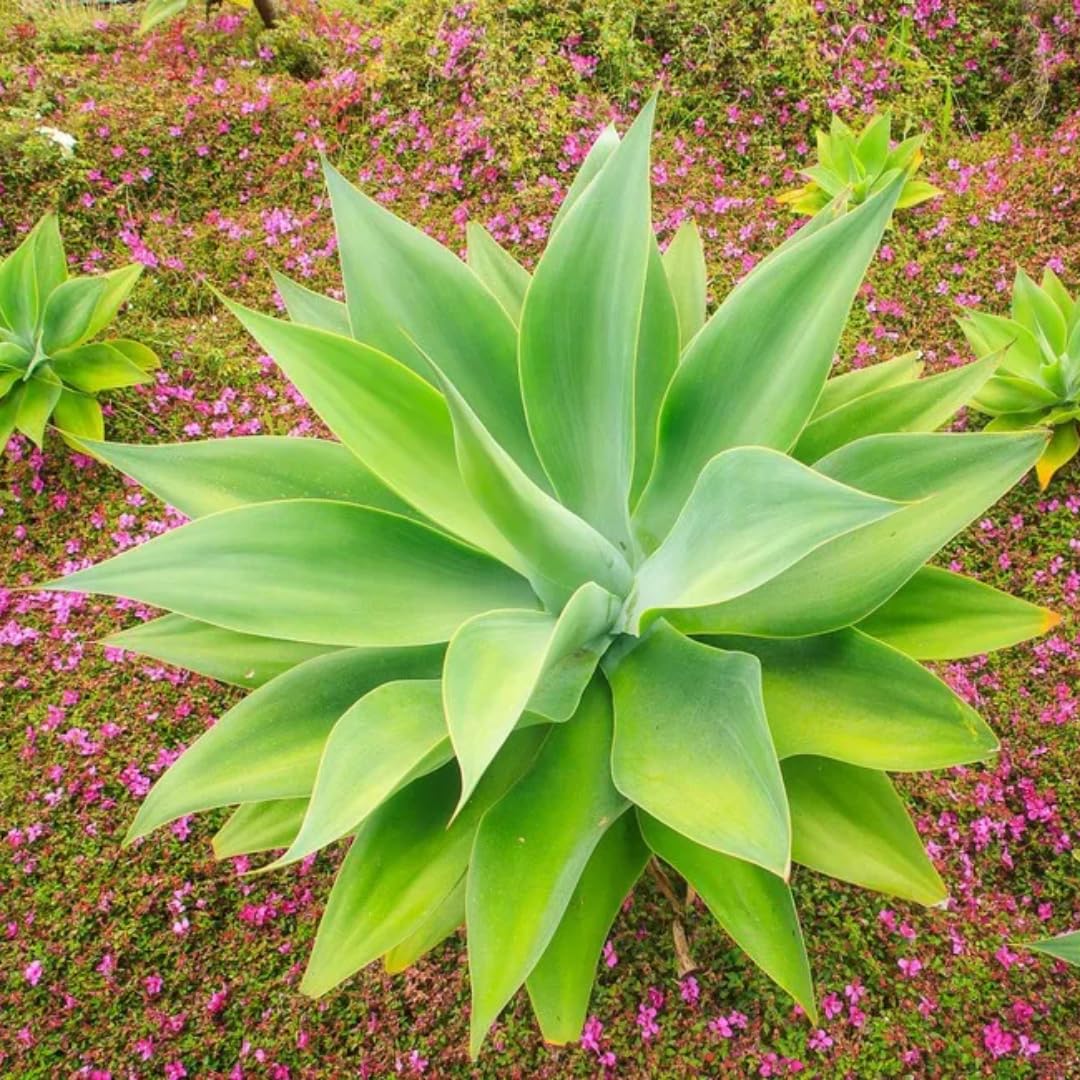 Attenuata Agave Live Plant, Pointed Leaf Succulent, 4-6 Inch Tall