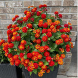 Set 2 Deep Red Lantana Live Plant 4-6 Inches Tall