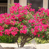 2 Pink Live Bougainvillea Plants, Hardy Garden Plant, 5-7 Inch Tall