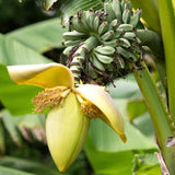 Basjoo Banana Live Plant, 4-6 Inch Tall Cold Hardy Banana Tree