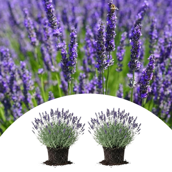 2 Phenominal Lavender Live Plants, Garden Plant, 4-7 Inch Tall