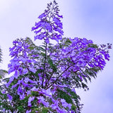Blue Jacaranda Tree Live Plant, 5-8 Inch Tall, 4 Inch Pot
