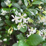 Green Star Jasmine Plant, White Fragrant Flower, 10 Inch Tall, 3 Inch Pot