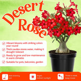 Red Desert Rose Plant Live, Home Garden Plant, 4-6 Inch Tall