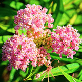 2 Pink Milkweed Live Plants, Asclepias Tuberosa, 4-6 Inch Tall