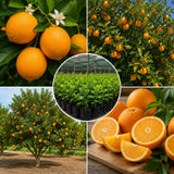 Valencia Orange Tree, Orange Citrus Fruit Tree, 1 Gallon Pot