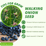 200 Egyptian Walking Onion Seeds for Planting, Garden Plant