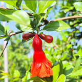 Live Pomegranate Tree Plant, Pomegranates Fruit, 8-10 Inch Tall, 4 Inch Pot