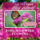 2 Pink Milkweed Live Plants, Asclepias Tuberosa, 4-6 Inch Tall