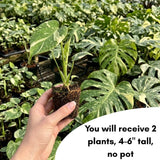 2 Variegated Monstera Live Plants, Constellation Monstera, 4-6 Inch Tall