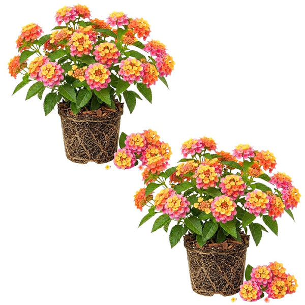 2 Confetti Lantana Live Plants, Lantana Flower Plant, 4-7 Inch Tall