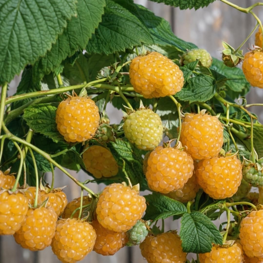 3 Fall Gold Raspberry Live Plants, Ready to Grow Plant, 4-6 Inch Tall