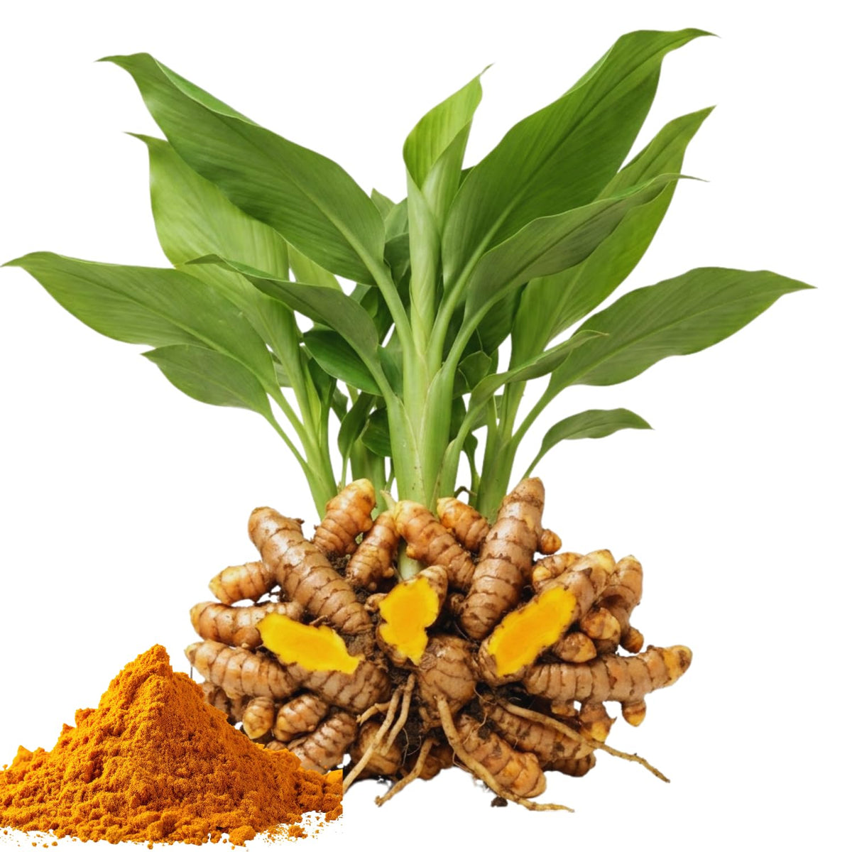 10 Yellow Turmeric Roots, Outdoor Garden Plant