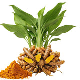 10 Yellow Turmeric Roots, Outdoor Garden Plant