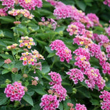 Set 2 Yellow to Orange-Pink Lantana Live Plant 4-6 Inches Tall