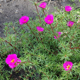 4 Deep Pink Portulaca Plants Live, Moss Rose Flower, Live Starter Plant, 4-7 Inch Tall