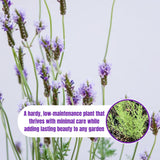 2 Blue Lavender Live Plants, Starter Plant, 4-7 Inch Tall