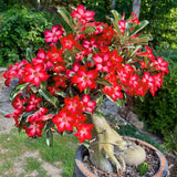 Red Live Desert Rose Plant, Garden Plant, 4-6 Inch Tall