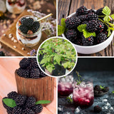 2 Juicy Blackberries Plant Live, Sweet Fruit, 4-7 Inch Tall