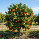 Navel Orange Tree Live Plant, Citrus Orange Fruit Tree, 1 Gallon Pot