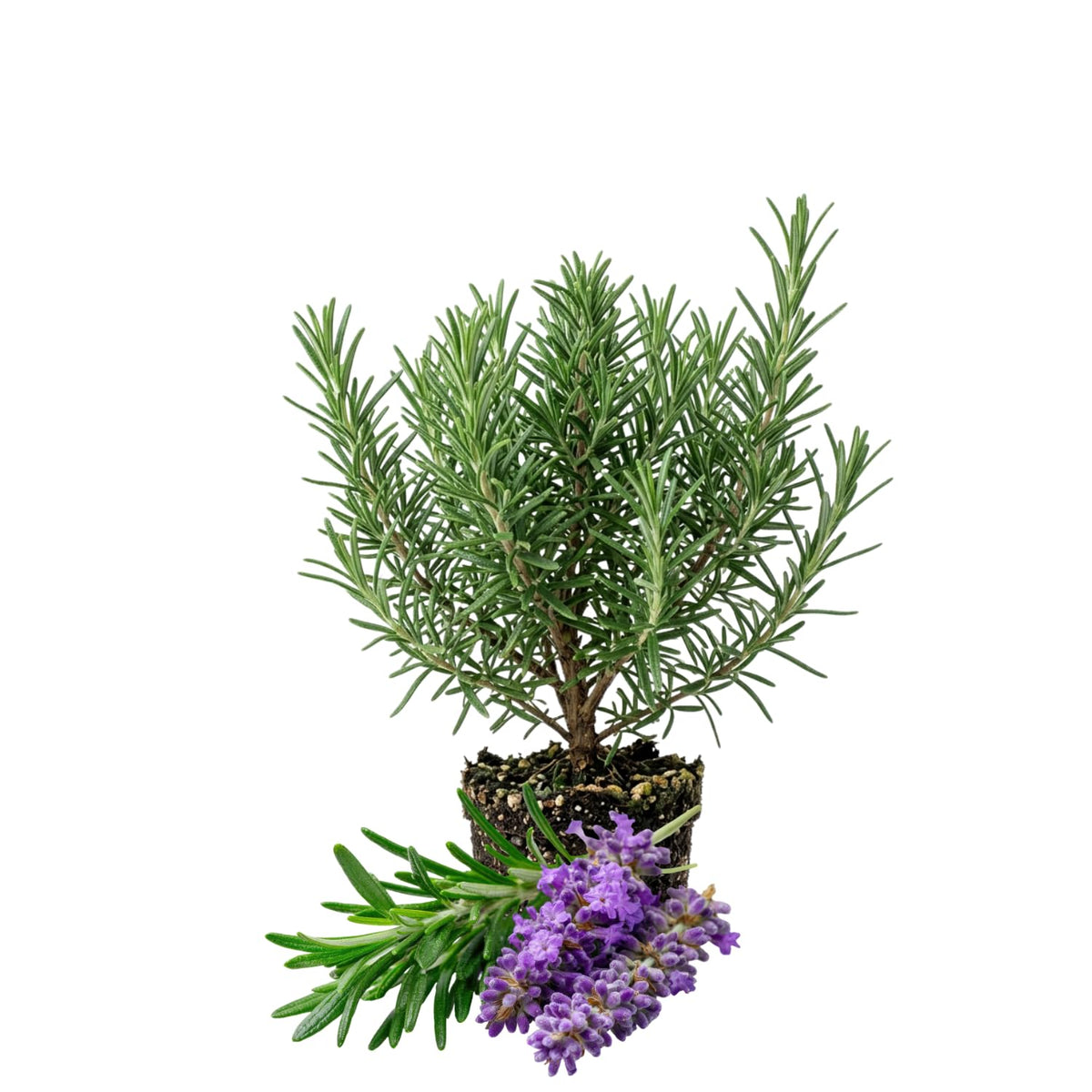 Rosemary Live Plant, Blue Rosemary for Garden, Edible Perennial, 3-5'' Tall