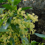 2 Jasmine Plants Live, Live Starter Plant, 5-9 Inch Tall