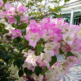 2 White Pink Bougainvillea Live Plants, Ready to Grow Plant, 5-7 Inch Tall