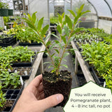 Red Pomegranate Live Tree, Hardy Garden Plant, 4-6 Inch Tall