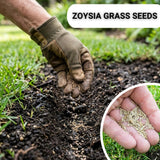 80000 Zoysia Grass Seeds for Lawn, Emerald Zoysia Grass Seed