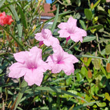6 Dwarf Pink Mexican Petunia Live Plants, Live Starter Plant, 4-6 Inch Tall