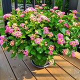 2 Athens Rose Lantana Live Plants, Lantana Flower Plant, 4-7 Inch Tall