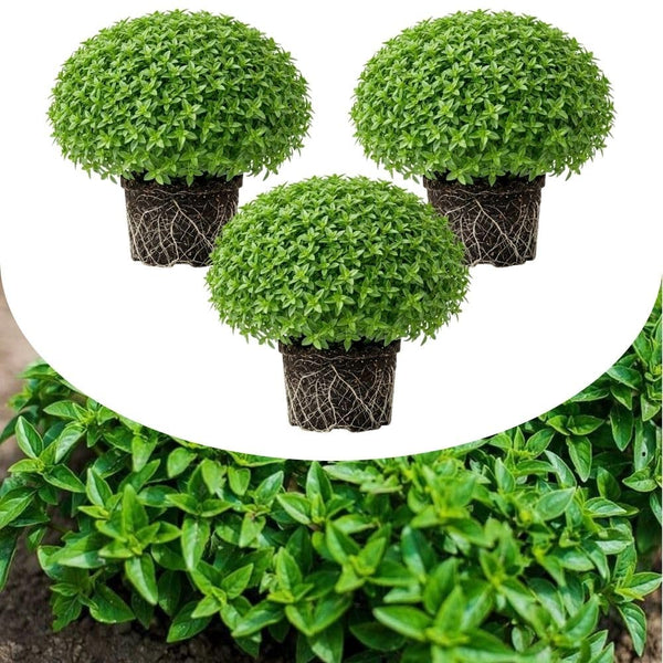 Set of 3 Greek Basil Live Herb Plants, 3–6 Inches Tall