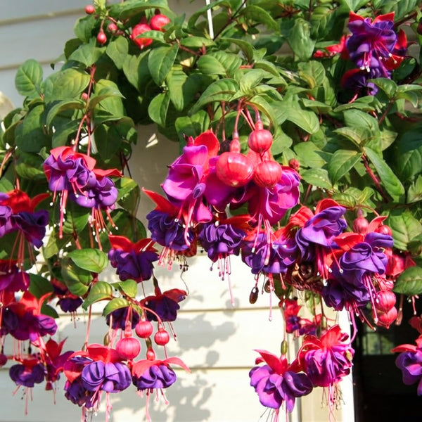 Purple Fuchsia Live Plant, Patio Basket Flower, 4-8 Inch Tall, 5 Inch Pot