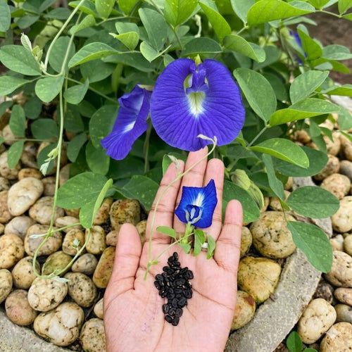 100 Butterfly Pea Seeds, Seeds for Home Garden
