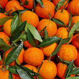 Satsuma Mandarin Live Tree, Hardy Fruit Tree, 2-3 Ft Tall