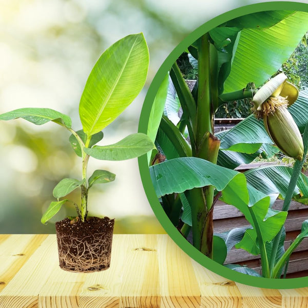 Cold Hardy Basjoo Banana Plant Live, Sweet Fruit Banana Tree 4-7 Inch Tall