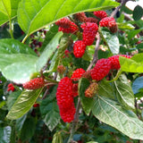 Red Mulberry Fruit Plant Live 6-8 Inches Tall