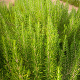 3 Blue Rosemary Live Plants, Starter Plant, 4-6 Inch Tall
