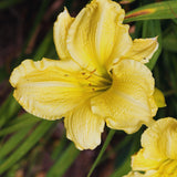 10 Yellow Daylily Bulbs, Patio Container Plant