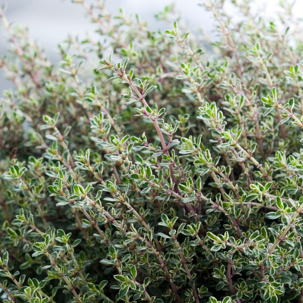 3 Live Thyme Plants, Home Garden Plant, 4-6 Inch Tall