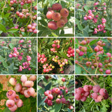 2 Pink Lemonade Blueberry Plants Live for Planting, 4-6 Inc Tall, Sweet Blueberry Bushes Live Plant, Fruit Tree, High Yielding, No Pot