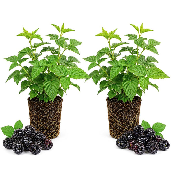 2 Sweetie Pie Blackberries Plant Live, Sweet Fruit, 4-7 Inch Tall