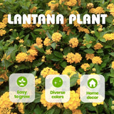 Set 2 Yellow Lantana Live Plant 4-6 Inches Tall