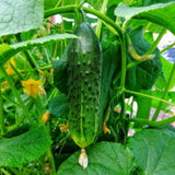 Cucumber Live Plant, Outdoor Garden Vine, 4 Inch Pot