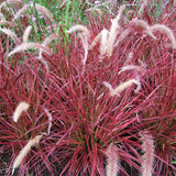 Set of 2 Red Fountain Grass Live Plants, 4–6 Inches Tall, No Pot, Ornamental Grass for Outdoor Planting