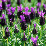 2 Spanish Lavender Plants, Lavender Plants Live, 4-8 Inch Tall