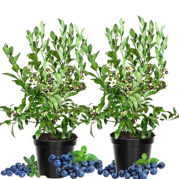 2 Biloxi Blueberry Live Plants, Container Berry Plant, 4-6 Inch Tall