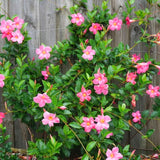 2 Pink Mandevilla Live Plants, Indoor Outdoor Plant, 4-6 Inch Tall