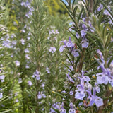 3 Blue Live Rosemary Plants, Starter Plant, 4-6 Inch Tall